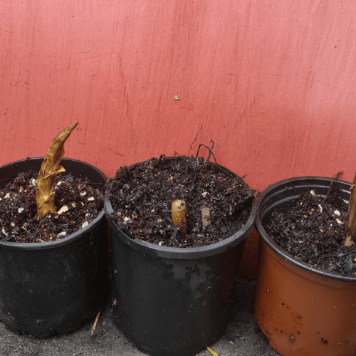 West Indian Arrowroot- Maranta arundinacea - Rare Dragon Fruit