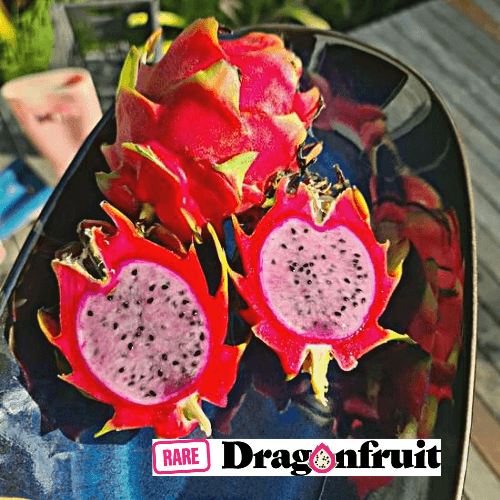 White Sapphire- H. Undatus X Dragon Fruit - Rare Dragon Fruit