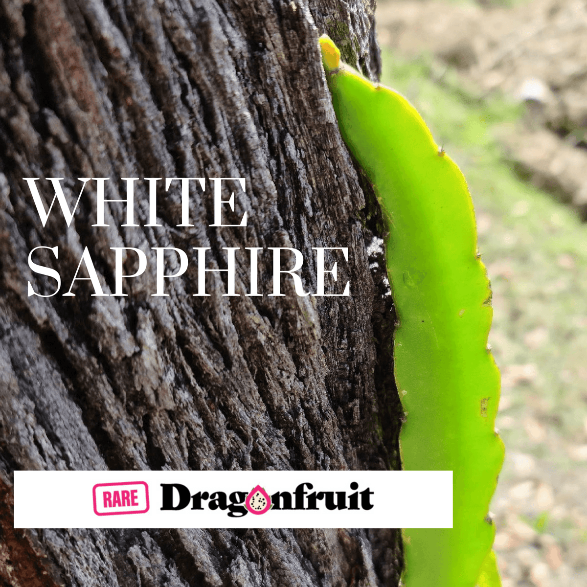 White Sapphire- H. Undatus X Dragon Fruit - Rare Dragon Fruit