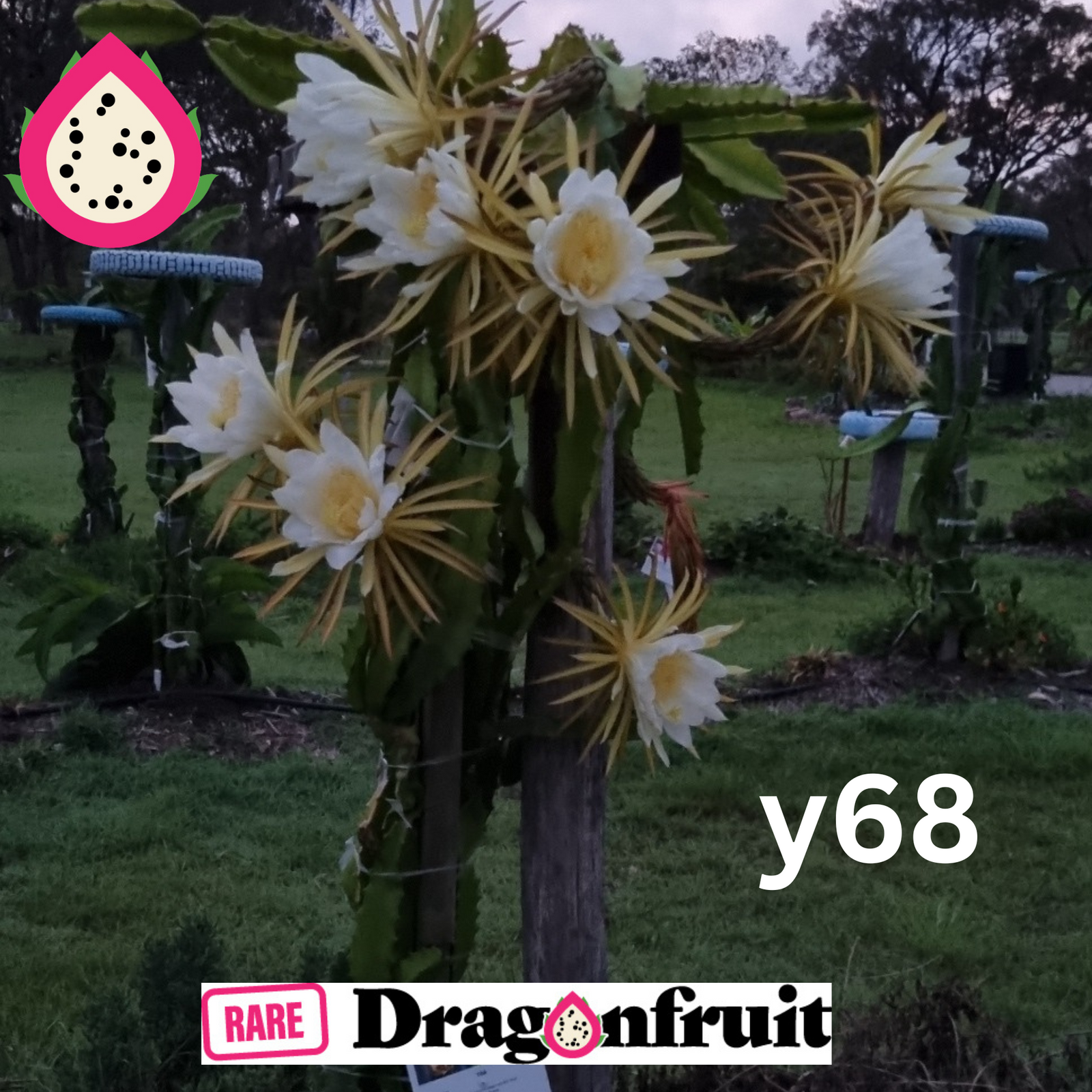 Yellow 68 or Y68- Selenicereus megalanthus X Dragon Fruit cutting (XXL bloom) - Rare Dragon Fruit