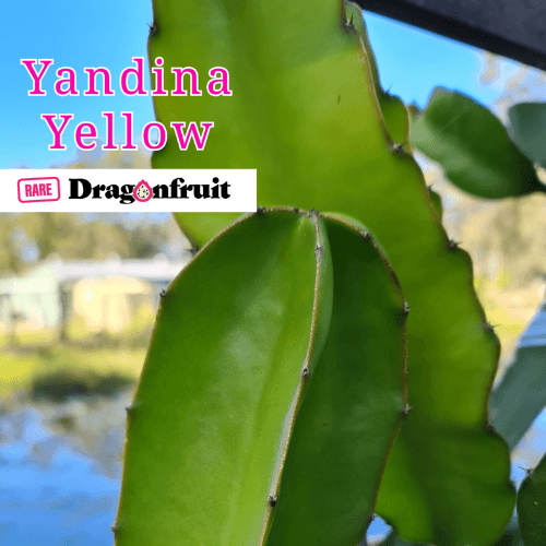 Yandina Yellow Dragon Fruit - Rare Dragon Fruit
