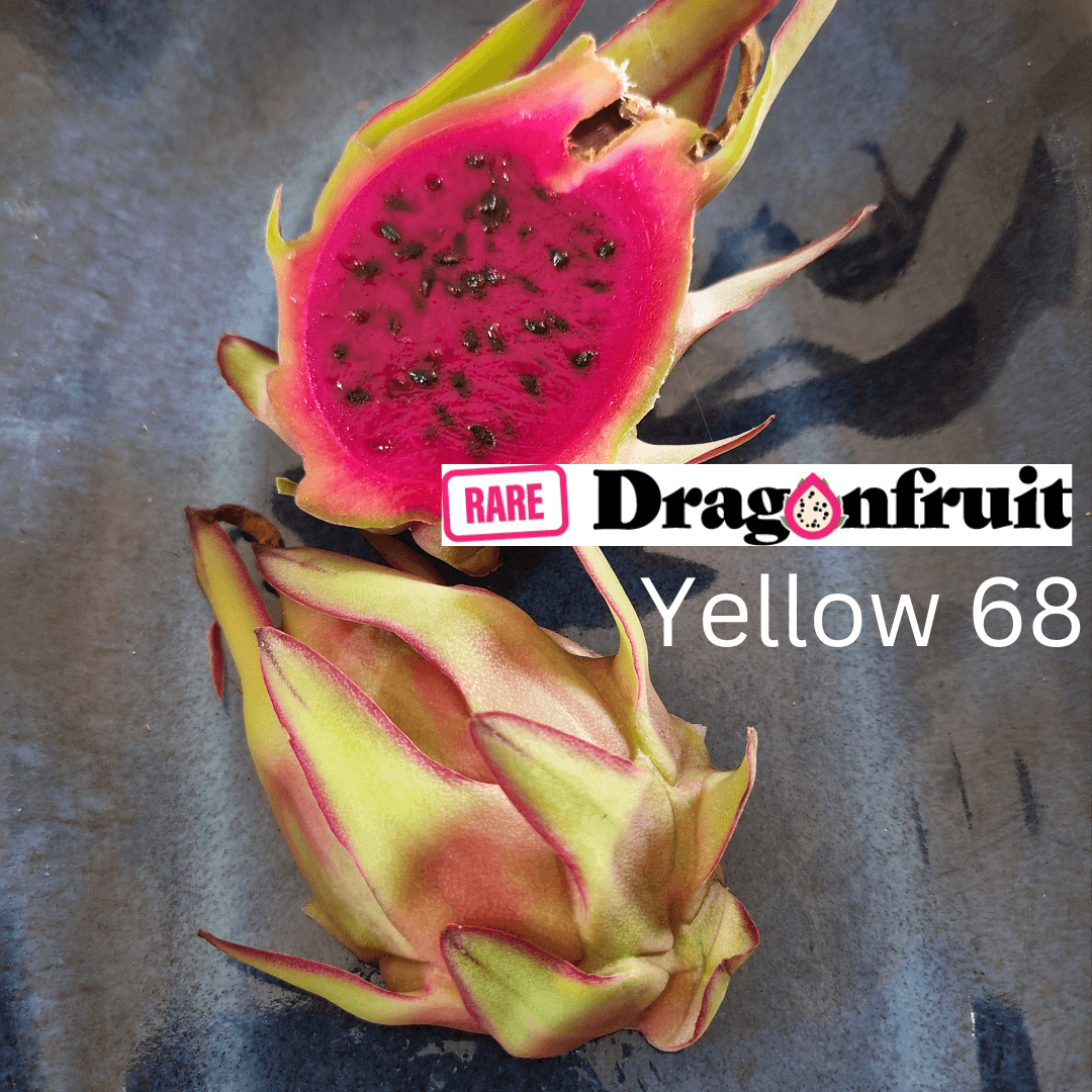 Yellow 68 or Y68- Selenicereus megalanthus X Dragon Fruit cutting (XXL bloom) - Rare Dragon Fruit