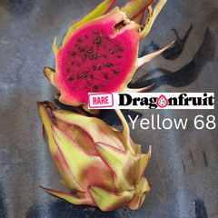 yellow-68-or-y68-selenicereus-