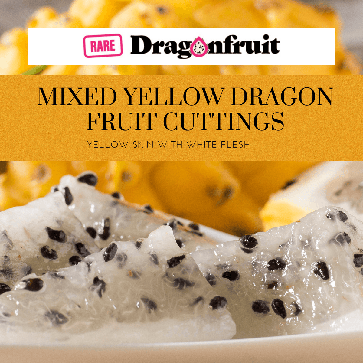 Yellow Mixed Dragon Fruit -Yellow Megalantus, Ozzie Gold and Golden Dragon - Rare Dragon Fruit