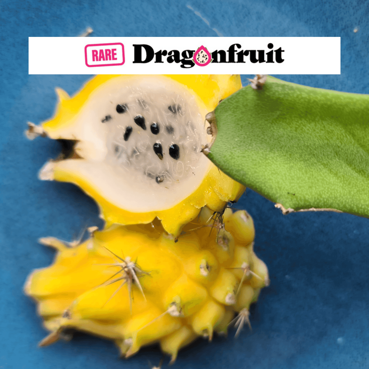 Yellow Mixed Dragon Fruit -Yellow Megalantus, Ozzie Gold and Golden Dragon - Rare Dragon Fruit