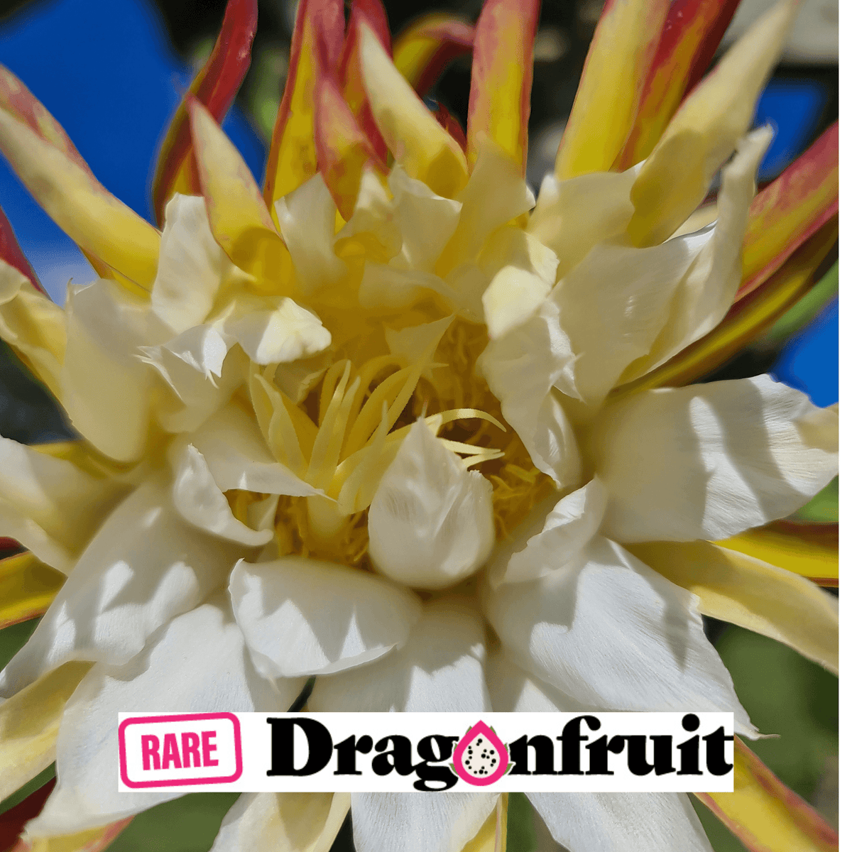 Zamorano – Dragon fruit Hylocereus Polyrhizus X - Rare Dragon Fruit