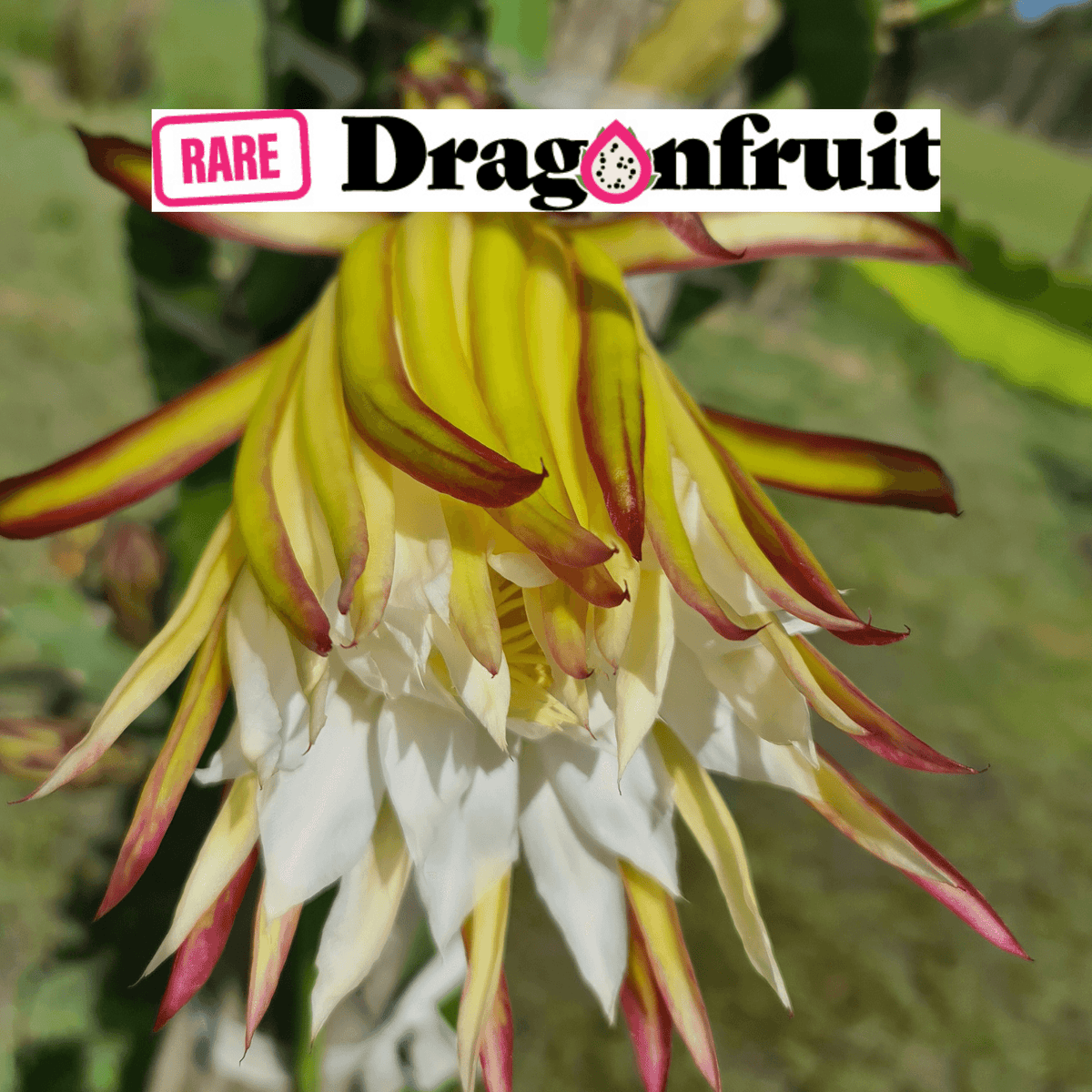 Zamorano – Dragon fruit Hylocereus Polyrhizus X - Rare Dragon Fruit