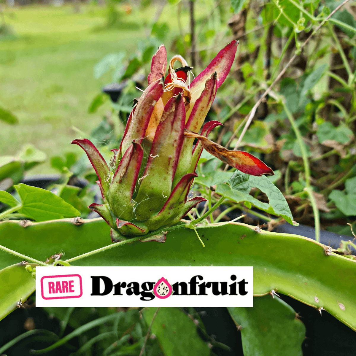 Zamorano – Dragon fruit Hylocereus Polyrhizus X - Rare Dragon Fruit