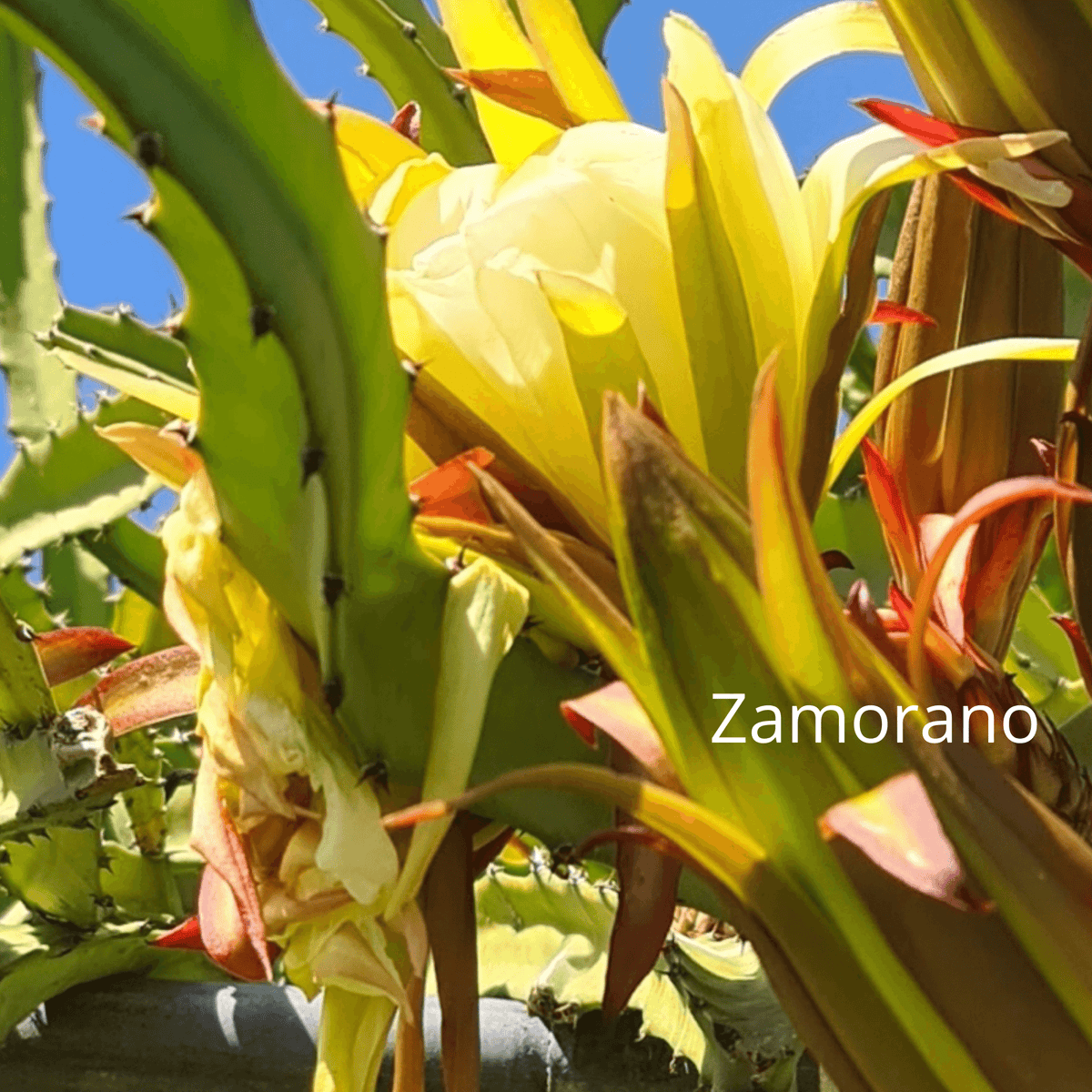 Zamorano – Dragon fruit Hylocereus Polyrhizus X - Rare Dragon Fruit