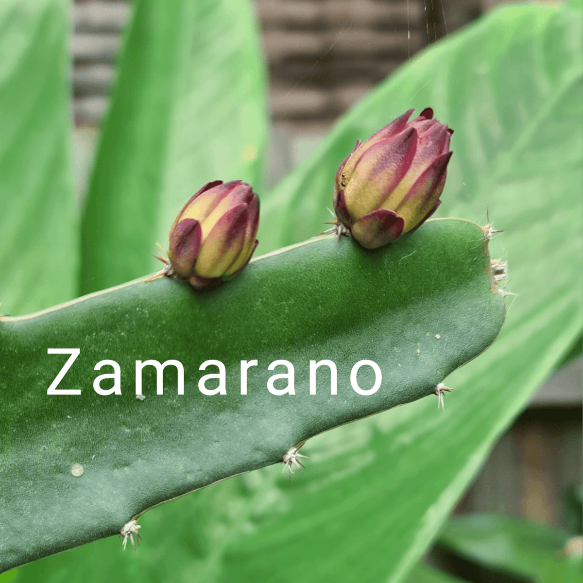 Zamorano – Dragon fruit Hylocereus Polyrhizus X - Rare Dragon Fruit