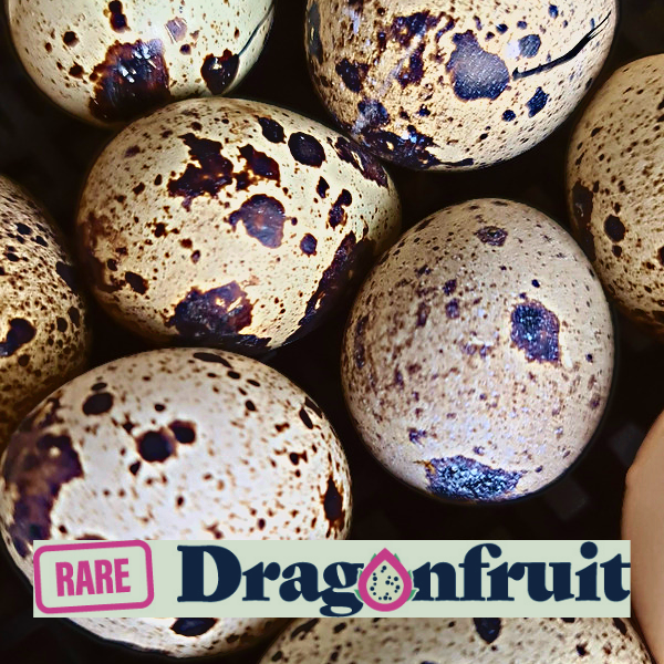 JAPANESE QUAIL Fertile Eggs x 12