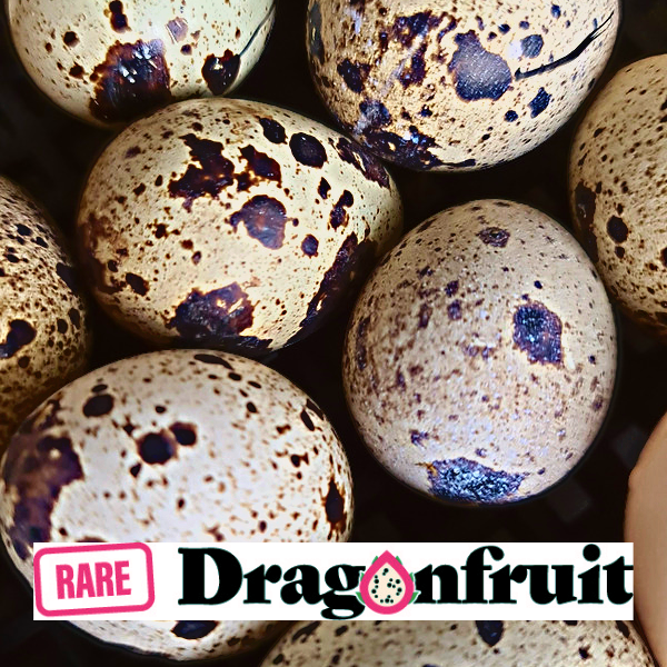 JAPANESE QUAIL Fertile Eggs x 12