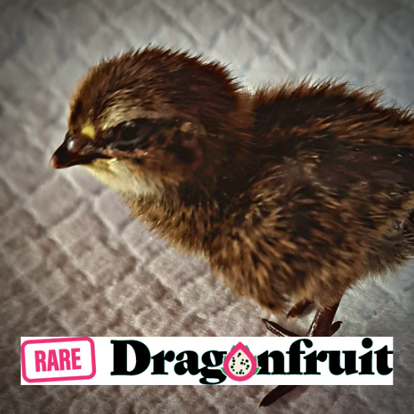 JAPANESE QUAIL Fertile Eggs x 12
