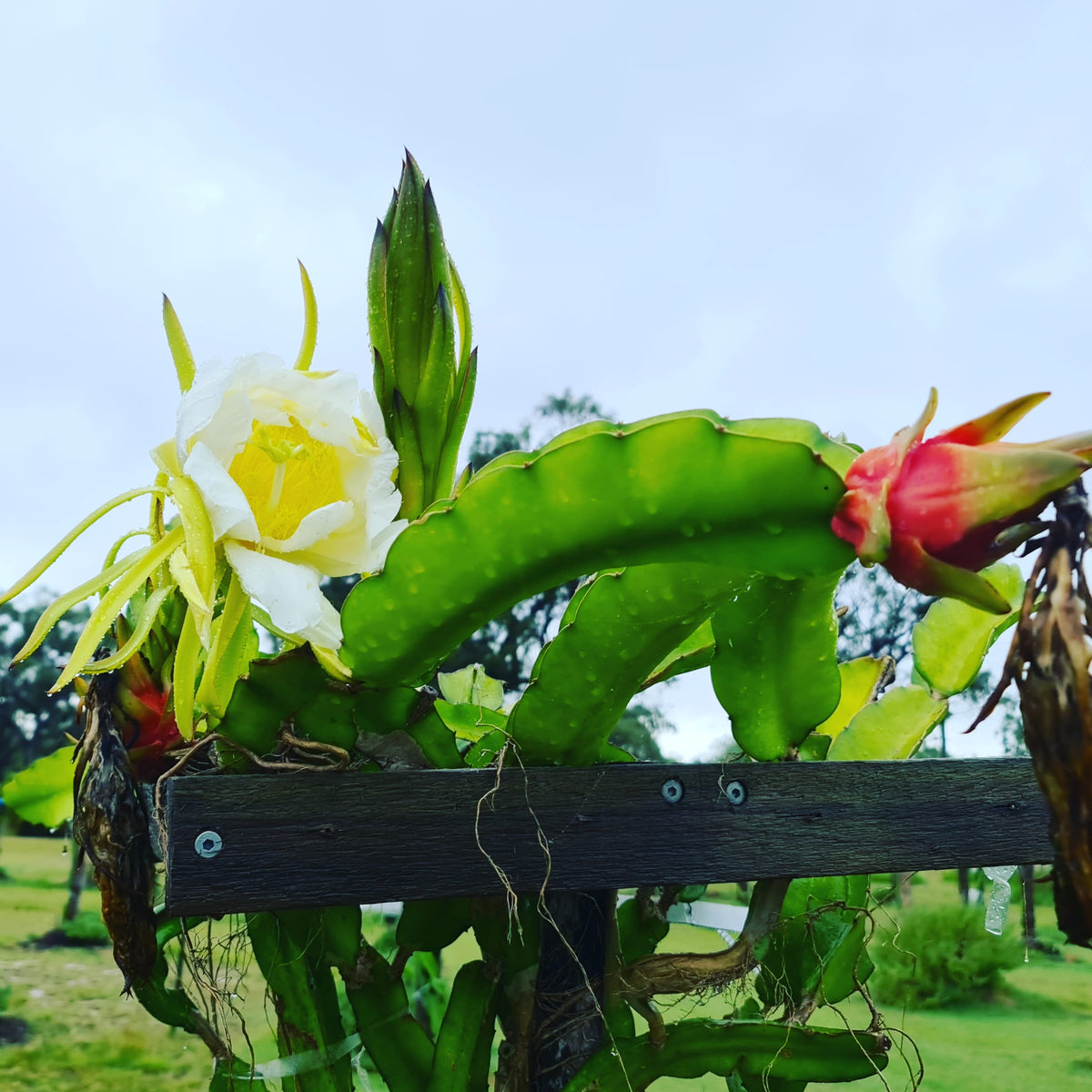Dragon fruit Growing workshop - Rare Dragon Fruit