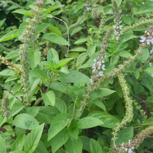 Holy basil, Sacred Basil, Tulasi,  Tulsi-  Ocimum tenuiflorum