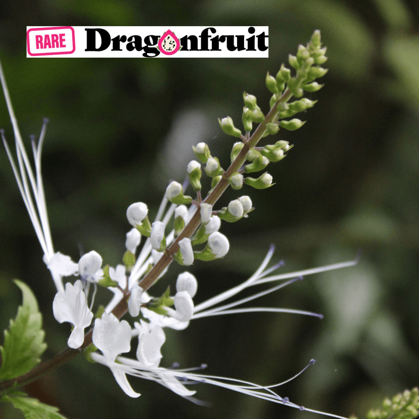 Cats Whiskers- Orthosiphon aristatus - Rare Dragon Fruit